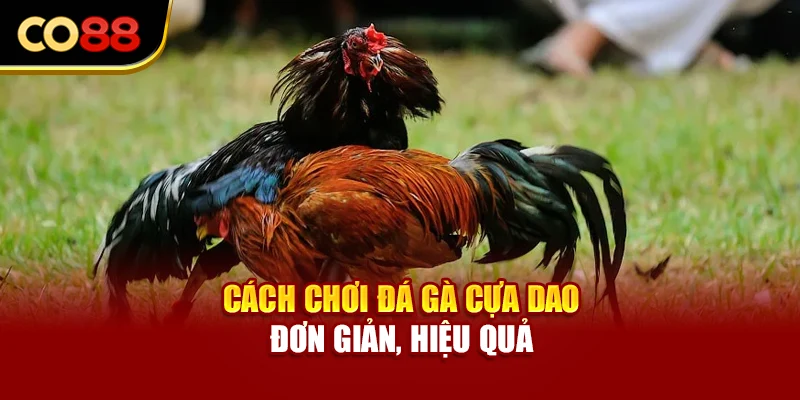 Cách chơi đá gà cựa dao đơn giản, hiệu quả