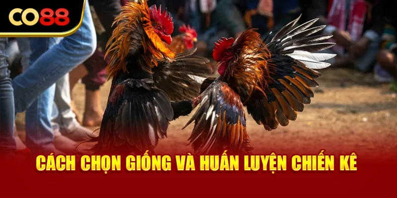 Cách chọn giống và huấn luyện chiến kê