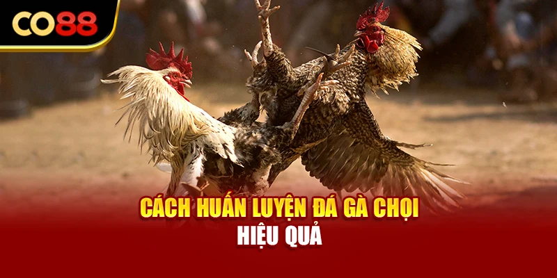 Cách huấn luyện đá gà chọi hiệu quả