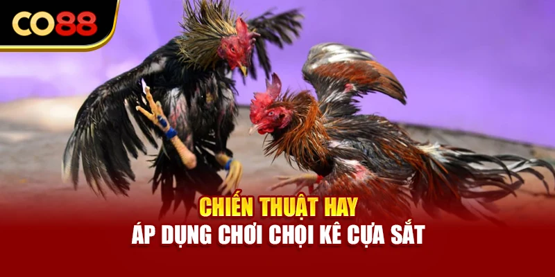 Chiến thuật hay áp dụng chơi chọi kê cựa sắt