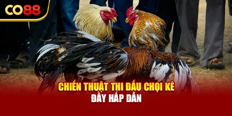 Chiến thuật thi đấu chọi kê đầy hấp dẫn