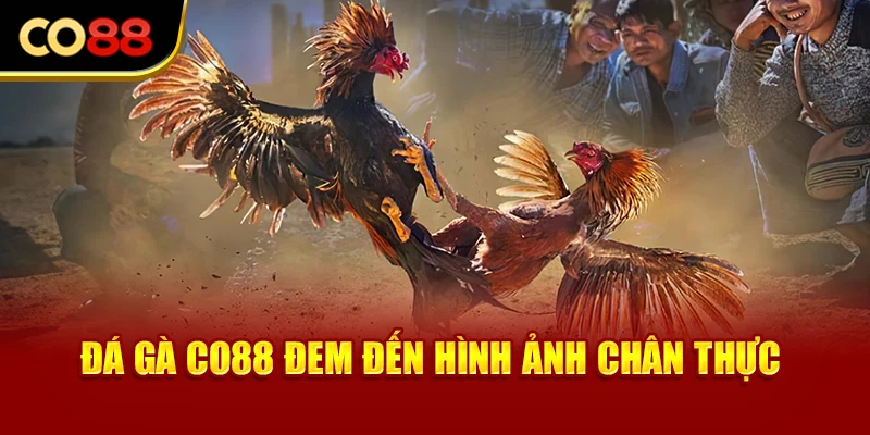 Đá gà Co88 đem đến hình ảnh chân thực