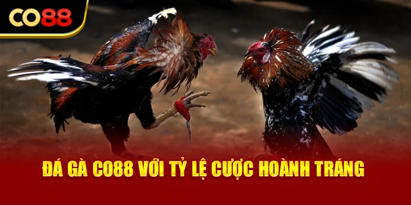 Đá gà Co88 với tỷ lệ cược hoành tráng