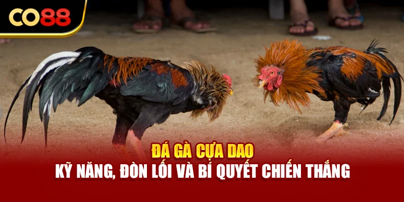 Đá Gà Cựa Dao - Kỹ Năng, Đòn Lối Và Bí Quyết Chiến Thắng