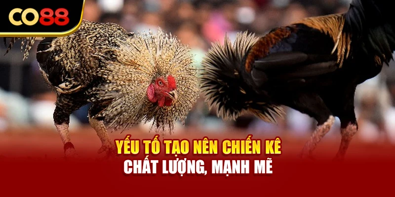 Yếu tố tạo nên chiến kê chất lượng, mạnh mẽ