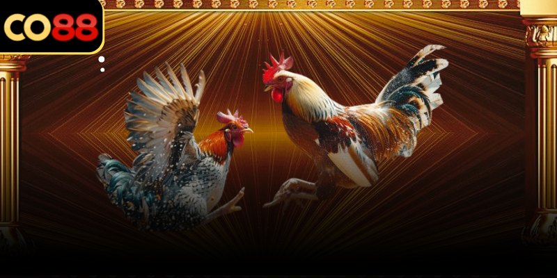 Danh sách trận Super Cockfight hiển thị dày, tập trung vào khung giờ cao điểm