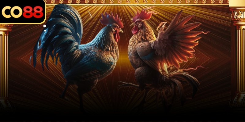 Góc quay ổn định giúp quan sát rõ diễn biến trong sới đá gà GA28 Co88