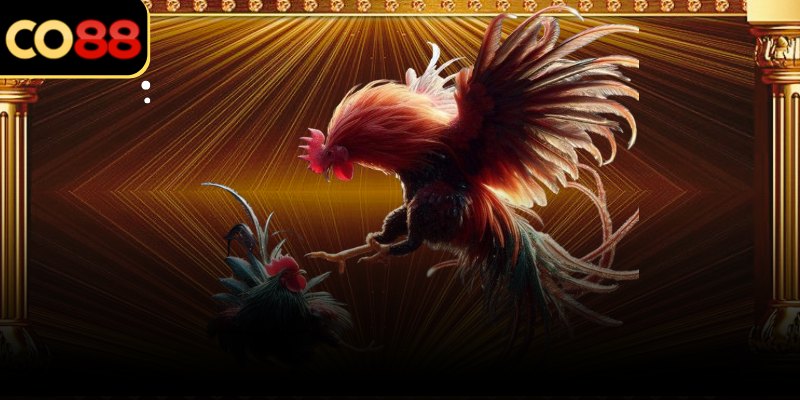 Góc quay ổn định giúp quan sát rõ diễn biến trong sới Thomo